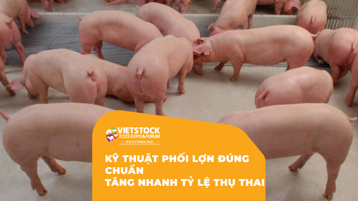 Kỹ Thuật Phối Lợn Đúng Chuẩn Tăng Nhanh Tỷ Lệ Thụ Thai